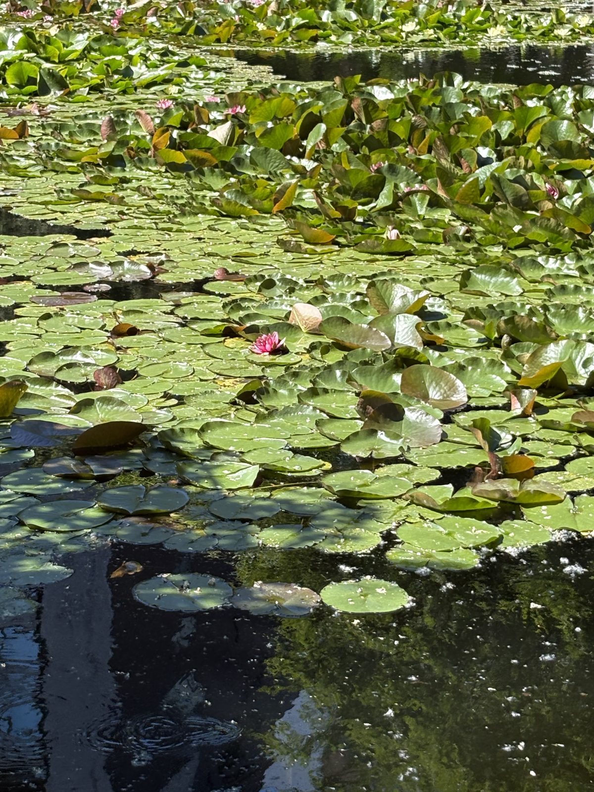 赤れんが庁舎の前庭の池に咲く、ピンクの睡蓮の花