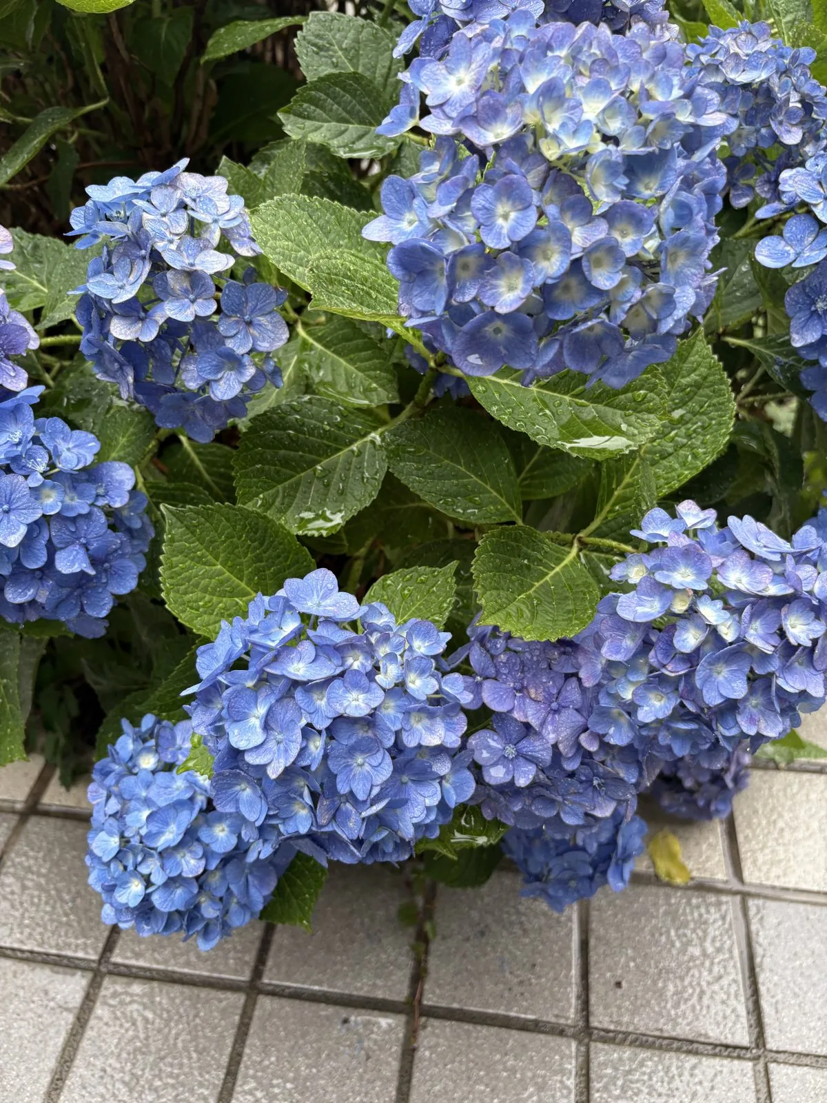 雨上がりの円山エリアに咲く青いあじさい