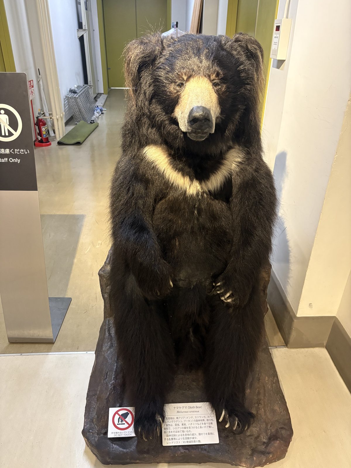 北海道大学総合博物館に展示されたヒグマの剥製。立ち上がった姿