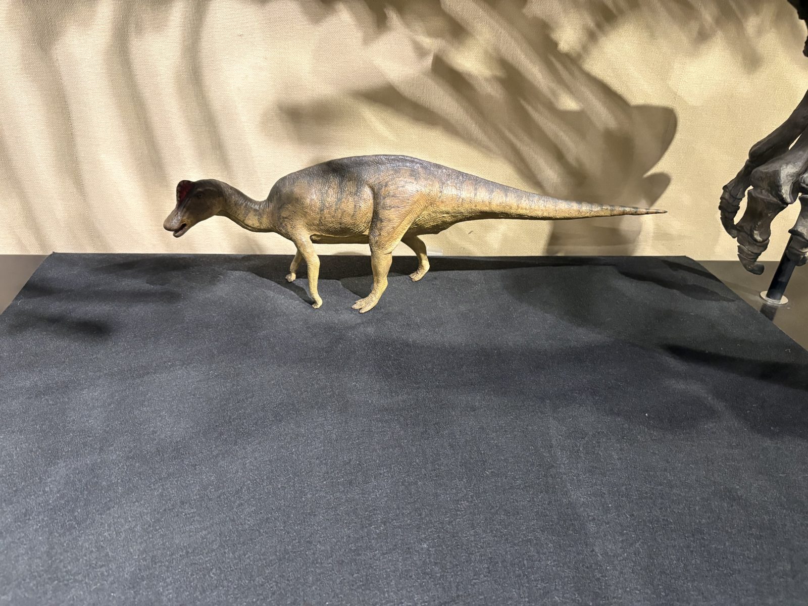 北海道大学総合博物館の恐竜ニッポノサウルスの展示模型