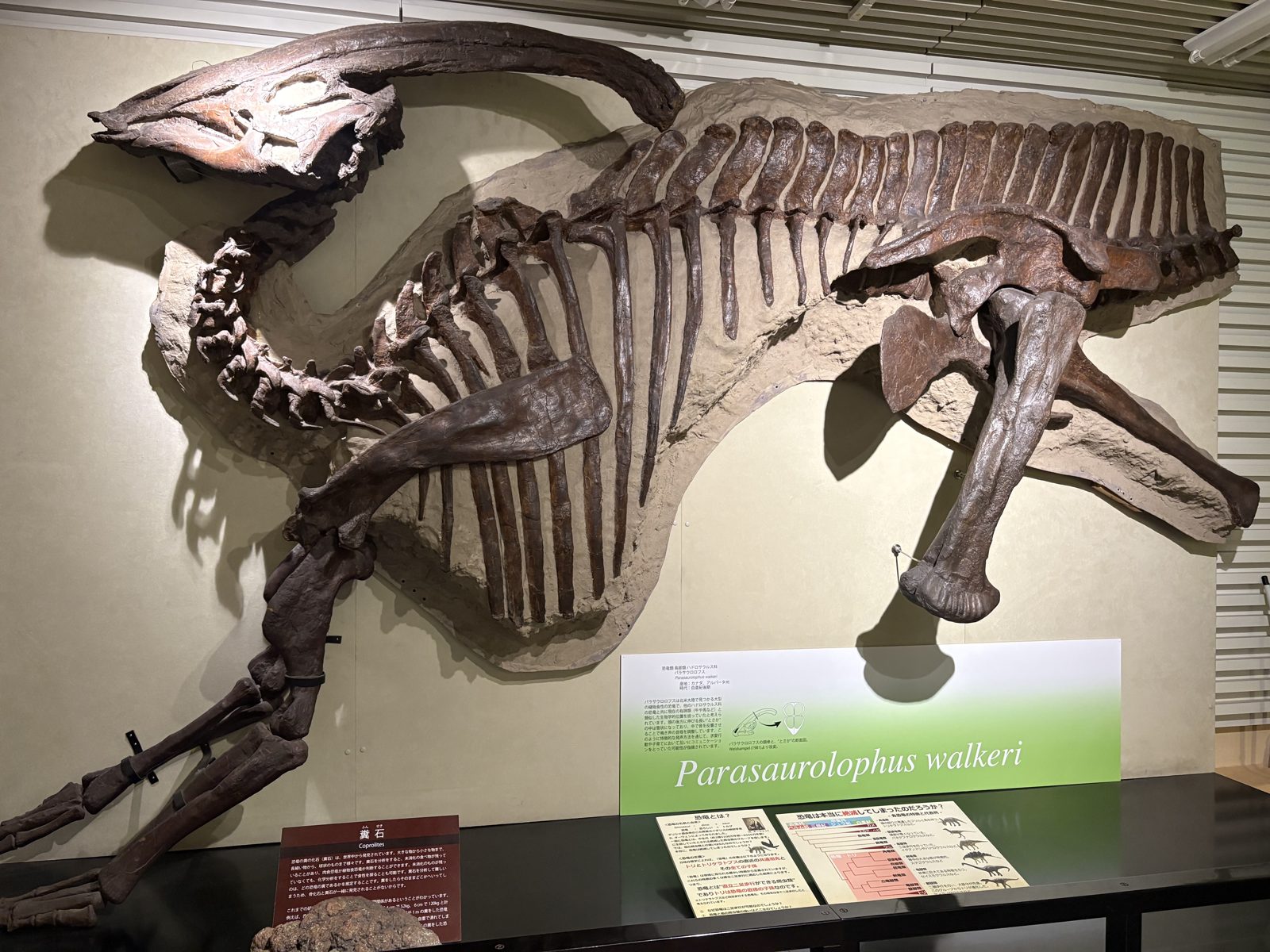 北海道大学総合博物館に展示された、パラサウロロフスの全身骨格