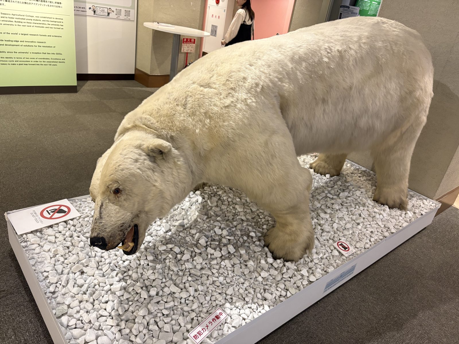 北海道大学総合博物館に展示されたホッキョクグマの剥製