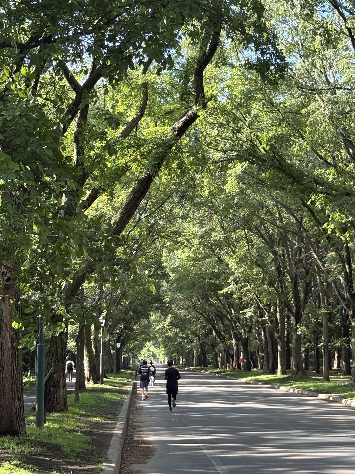 北海道大学のポプラ並木。緑のトンネルのような並木道