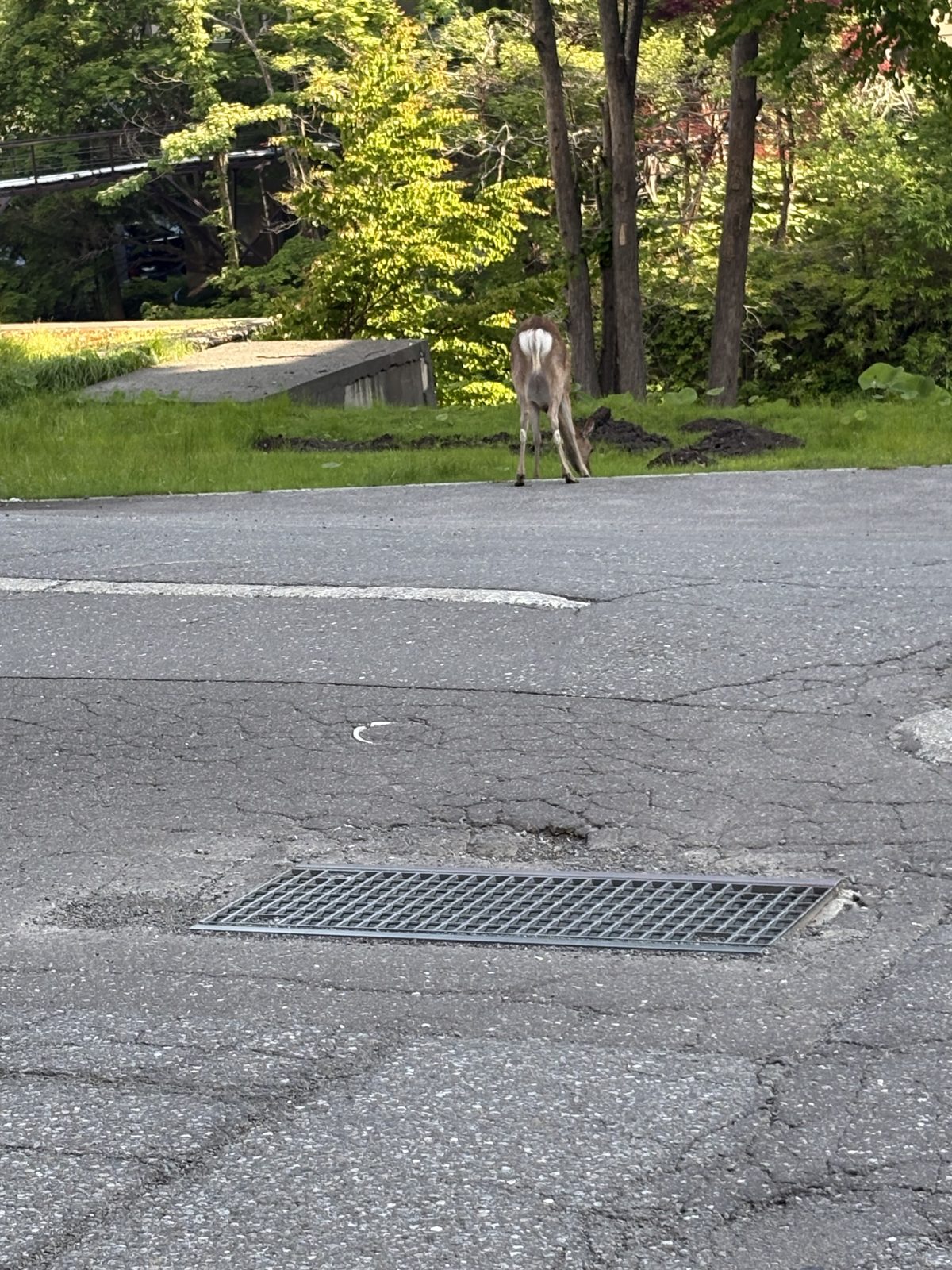 登別温泉街の道ばたにあらわれた野生の鹿