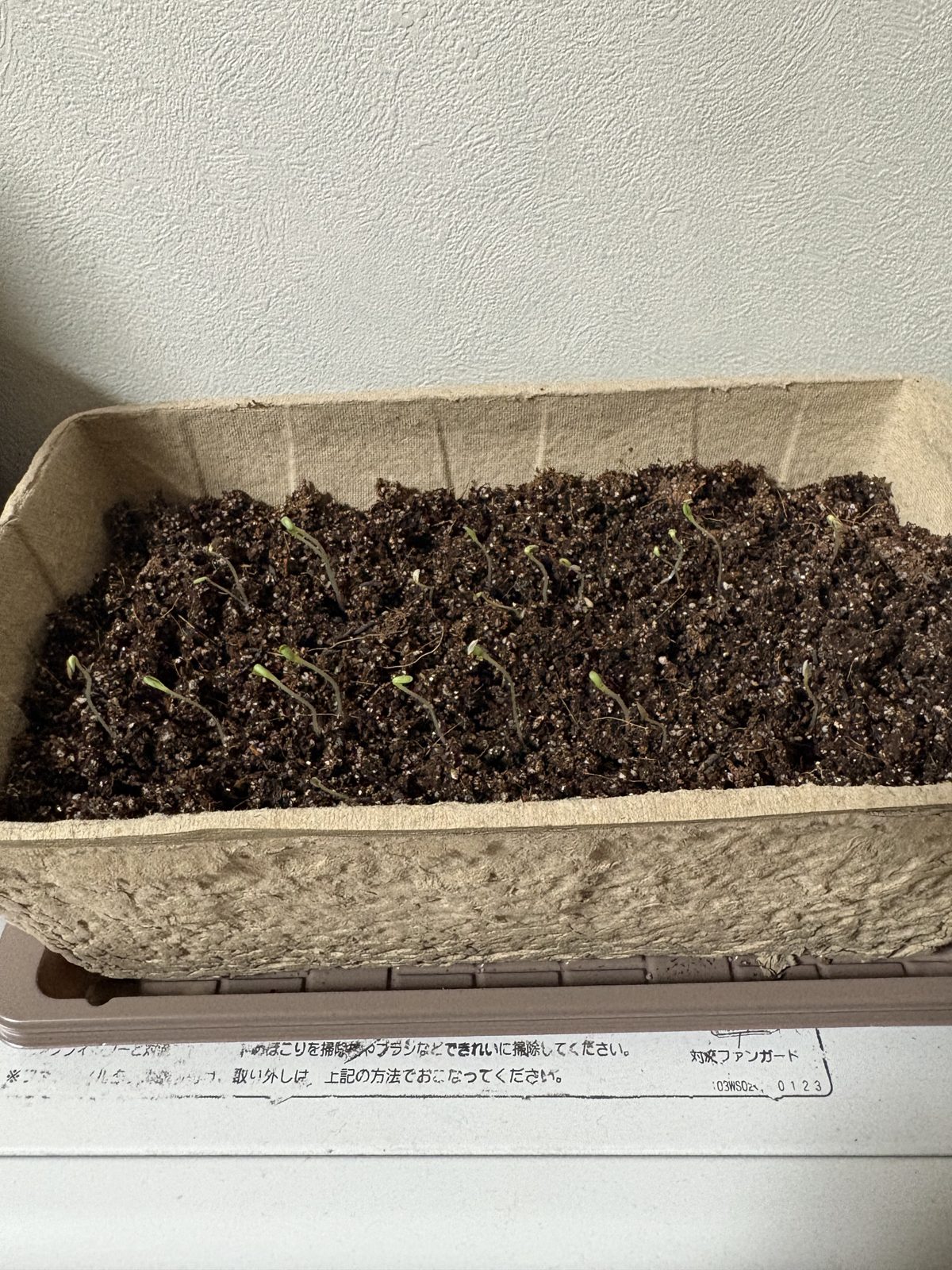 サニーレタスの種をまいた直後のプランター。土だけの状態