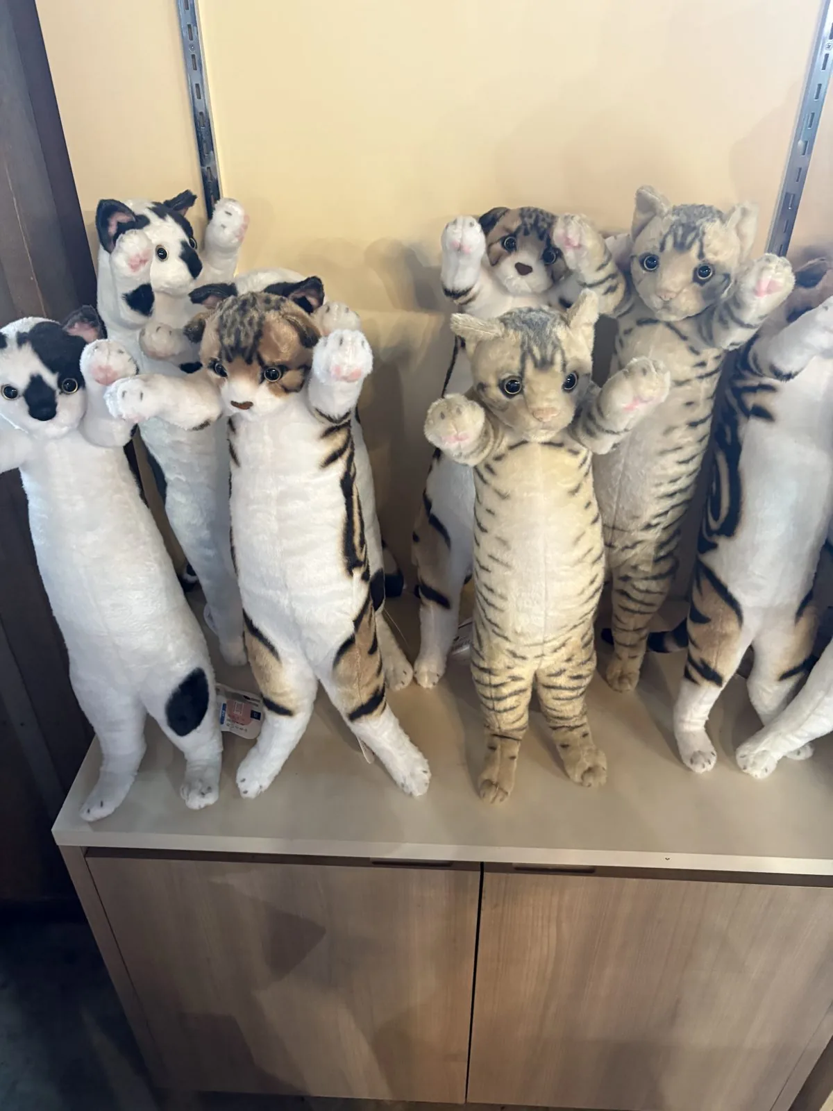 ニトリ観光果樹園の店内に並ぶ猫のぬいぐるみ