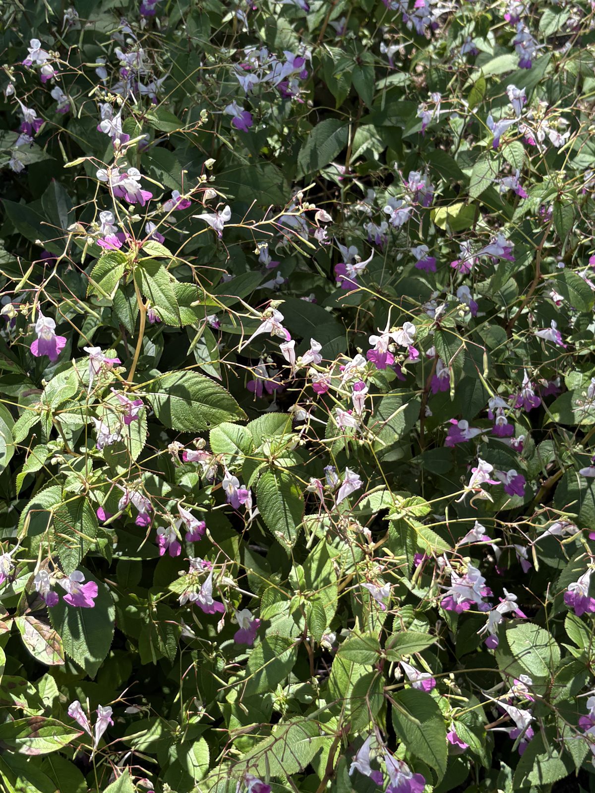 百合が原公園に咲いていた紫色の花