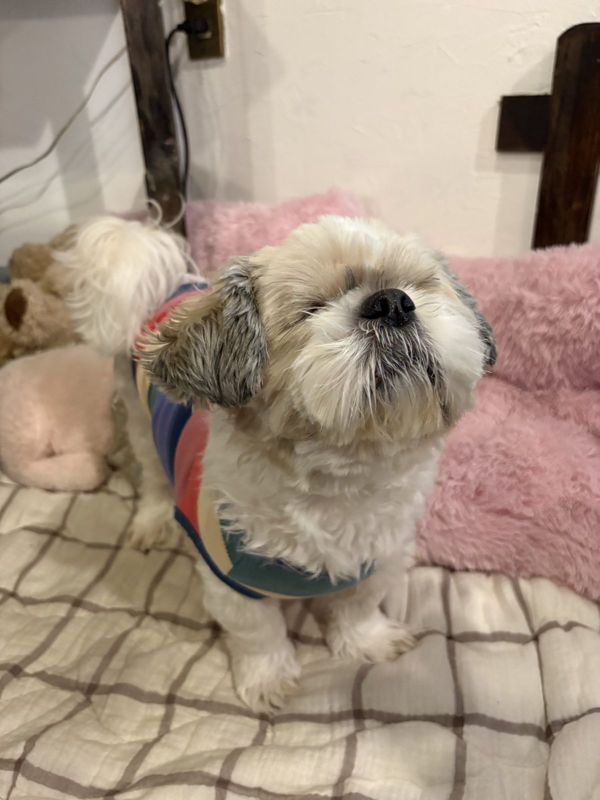 Bar Ziioの看板犬ベルちゃん。レインボーの服を着たシーズーが見上げている